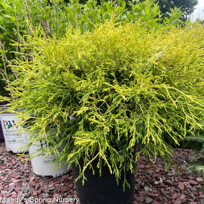 Golden Threadleaf Falsecypress | Chamaecyparis pisifera 'Filifera Aurea'