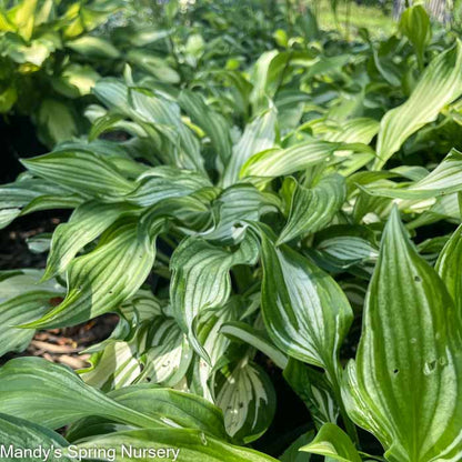 Hosta Variegata | Hosta undulata 'Variegata'