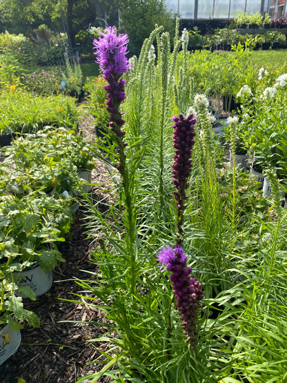 Blazing Star - Liatris Mixture | 8 Bulbs