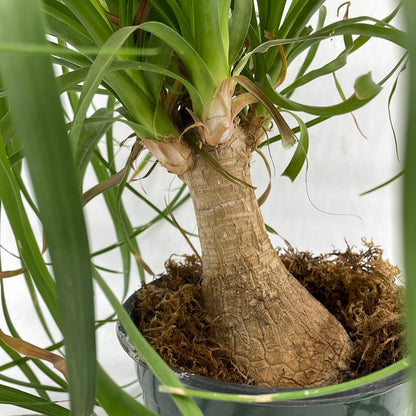 Ponytail Palm | Beaucarnea recurvata