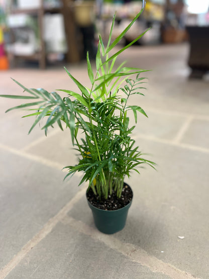 Parlor Palm | Chamaedorea elegans