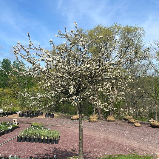 Tina Crabapple | Malus Tina'