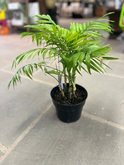 Parlor Palm | Chamaedorea elegans