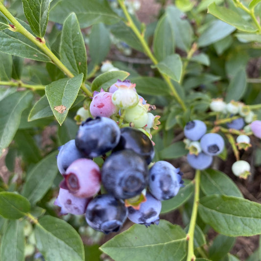 Lowbush Blueberry | Vaccinium angustifolium
