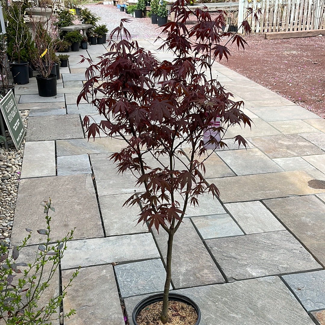 'Bloodgood' Japanese Maple | Acer Palmatum