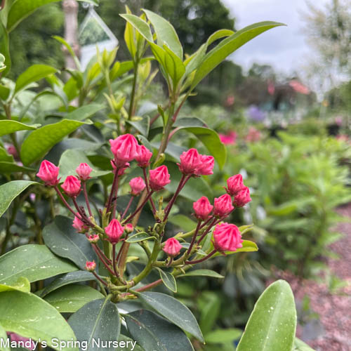 'Pink Charm' Mountain Laurel | Kalmia latifolia