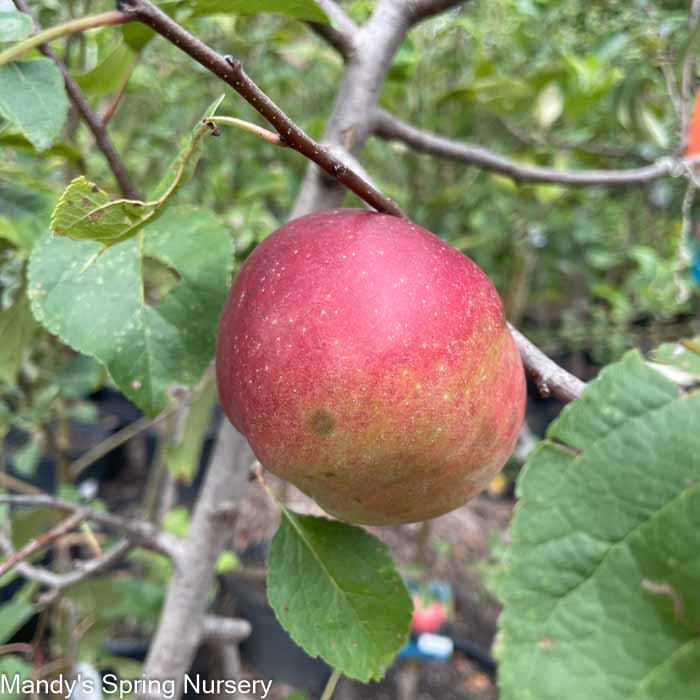 Frostbite Apple | Malus 'MN 447'