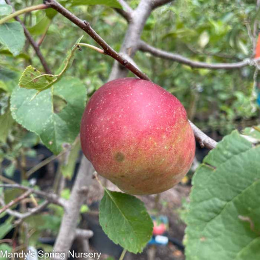 Frostbite Apple | Malus 'MN 447'