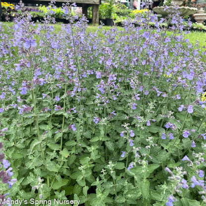 'Walker's Low' Catmint | Nepeta