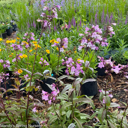 Midnight Masquerade Beardtongue | Penstemon