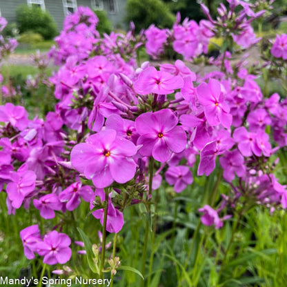 Covergirl Phlox | Phlox paniculata