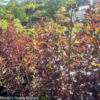 Diabolo Ninebark | Physocarpus opulifolius