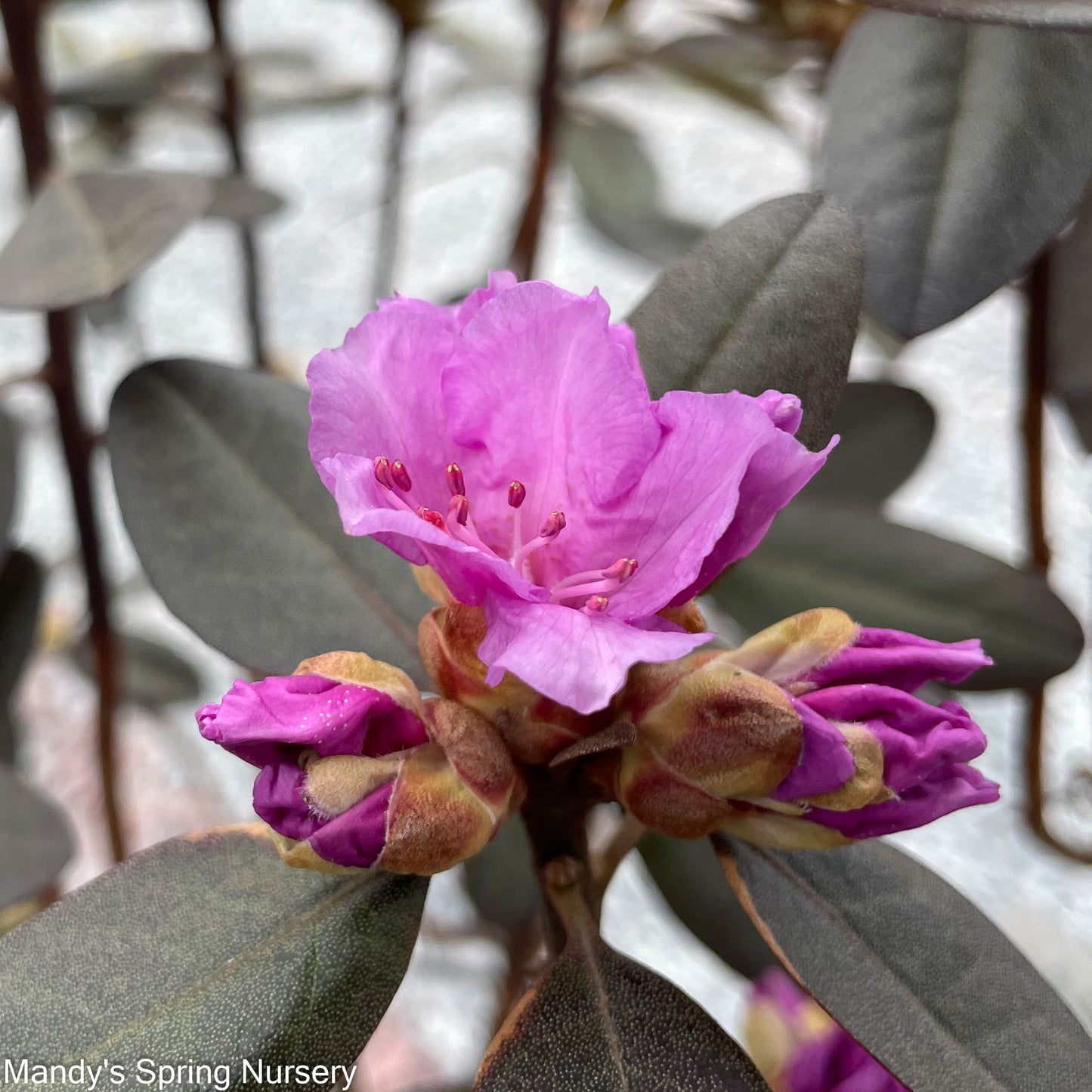 'PJM Elite' Rhododendron | Rhododendron