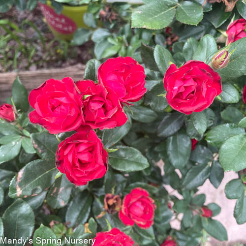 Petite Knock Out Rose | Rosa 'Petite Knock Out'