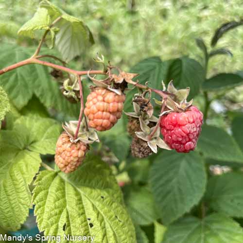 'Heritage' Red Raspberry (Everbearing)