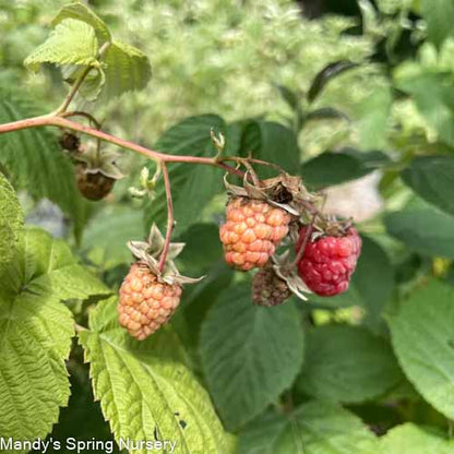 'Heritage' Red Raspberry (Everbearing)