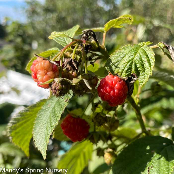 'Heritage' Red Raspberry (Everbearing)