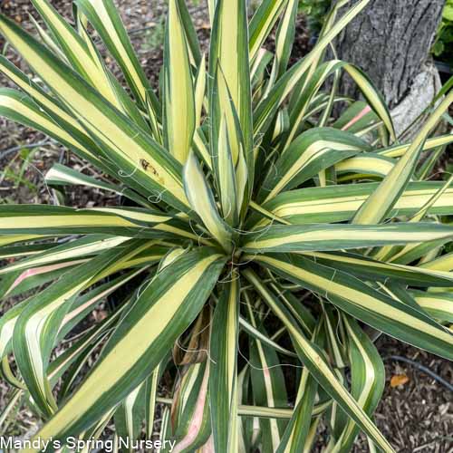 Color Guard Yucca | Yucca filamentosa